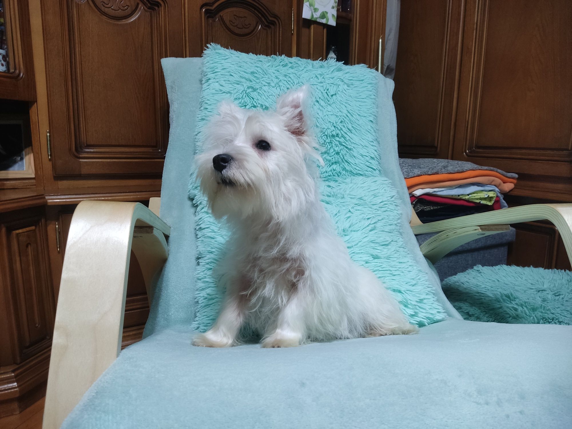 Vand catei west highland white terrier(westie) Pasaport si microcip