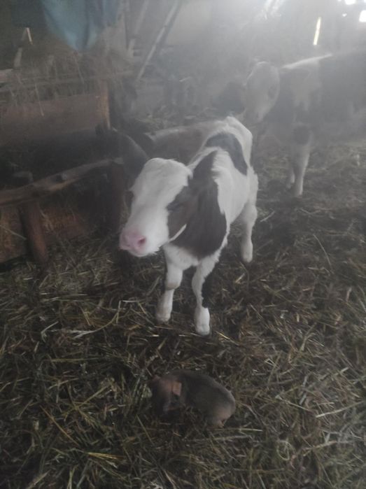 Vând vițel de  o săptămână