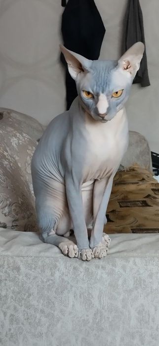 Кот канадский сфинкс