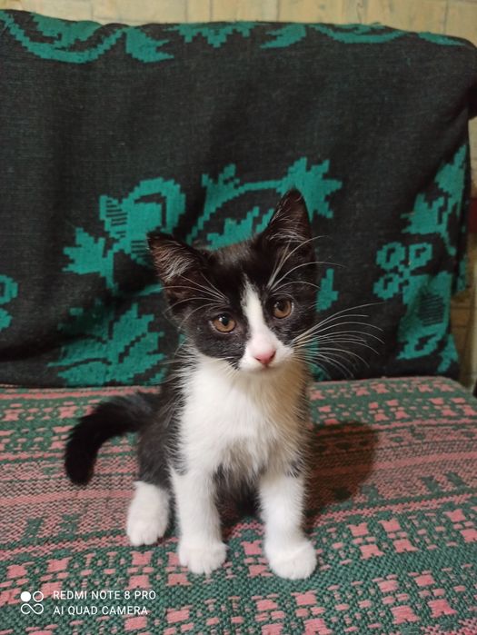 Отдам котят в хорошие руки.