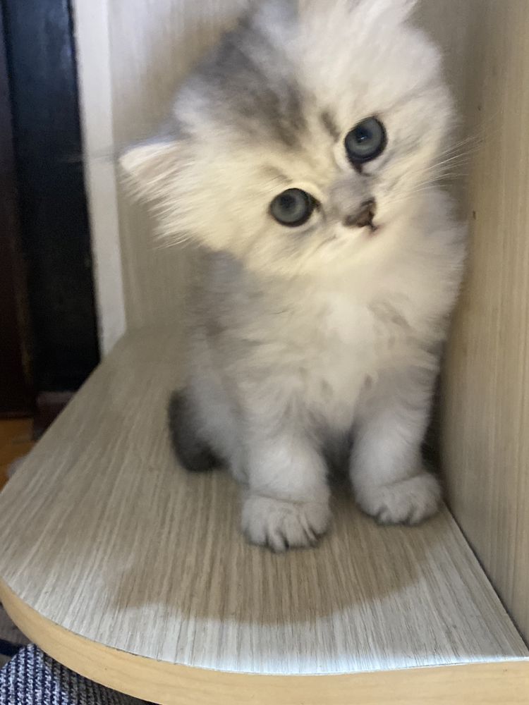 Котята чистокровные скотиш фолд и скотиш страйт,красивые..