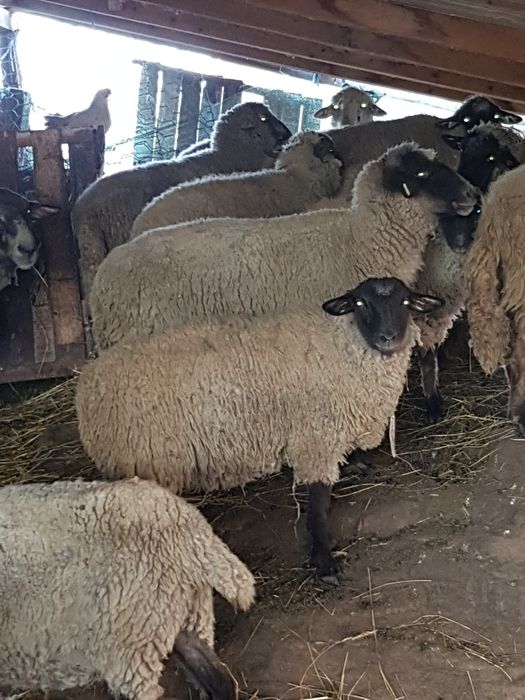 De vanzare oi metis de suffolk