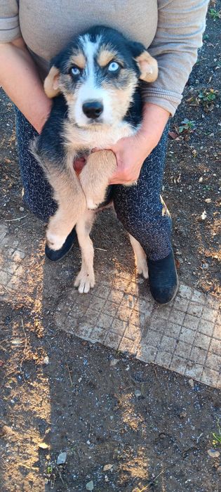 Подарявам кученца