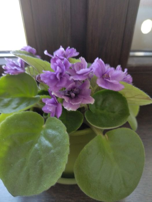 Комнатные  растения. Цветущие фиалки.