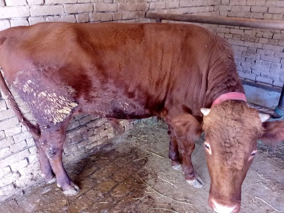 Йош гибрид укиз 27 дан