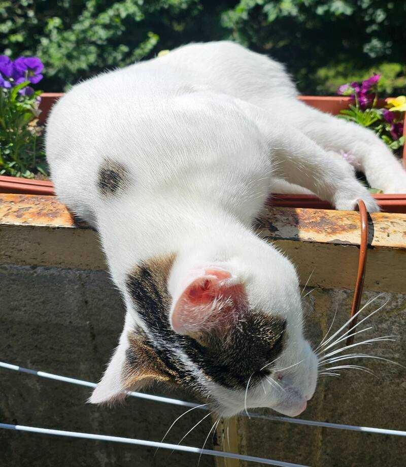 Котак на 1 година
