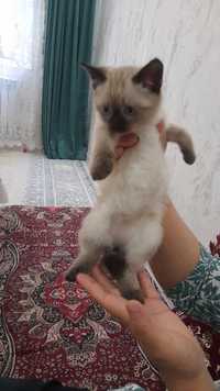 Сиамские котята продаются. Дата рождения.  23 февраля
