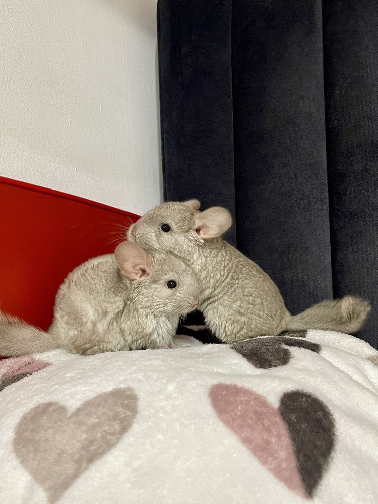 Pui de chinchilla sinsila