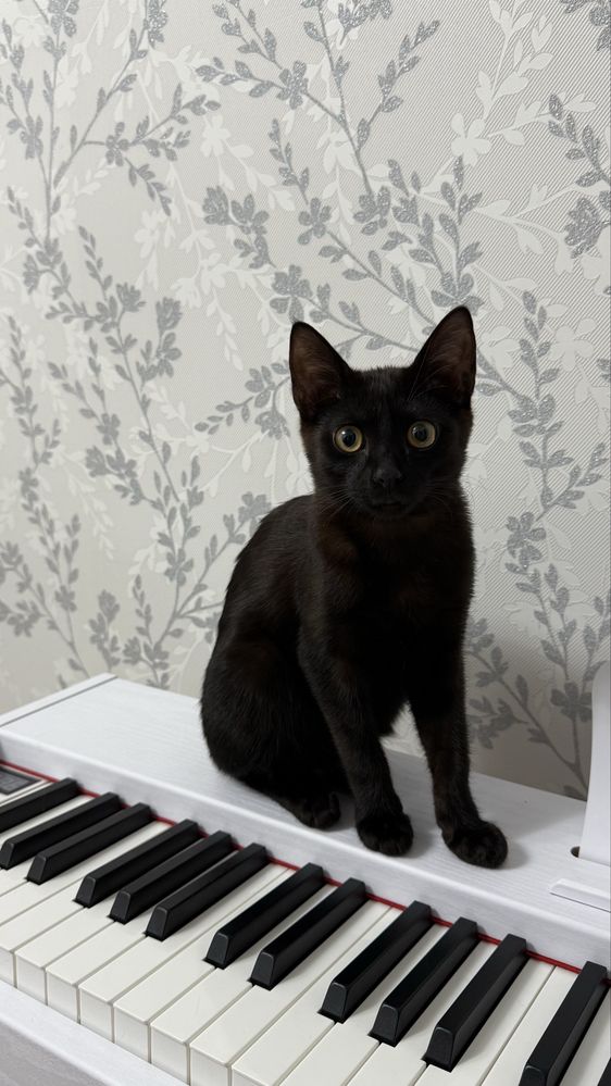 Отдается в добрые руки кошка