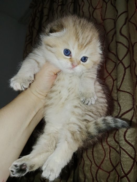Скоттиш фолд девочки золотые Шиншилы