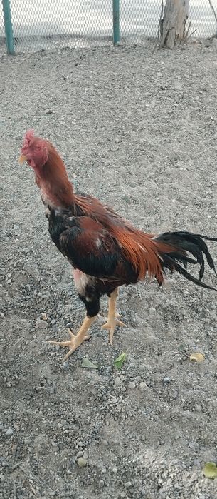 Корея Зот туллаги 2