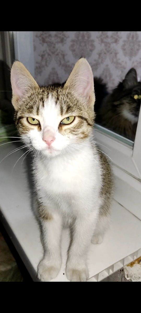 Котёнок девочка ищет своего человека!
