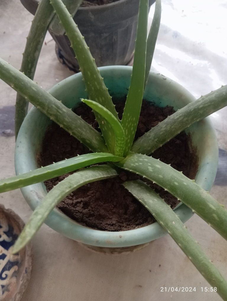 Aloe Vera va kaktus gullari