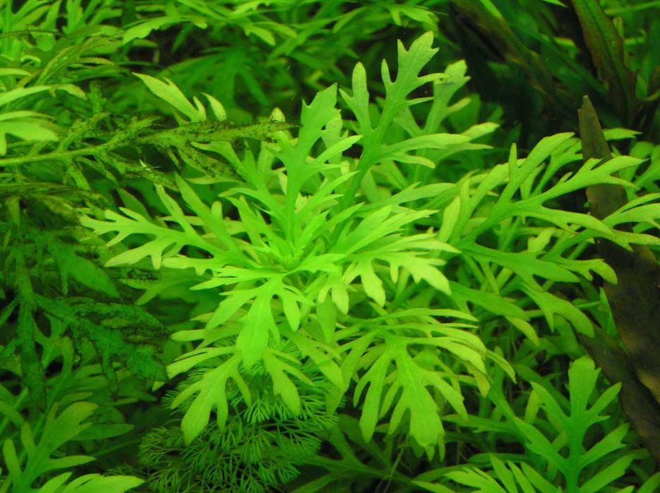 Plante naturale pentru acvariu