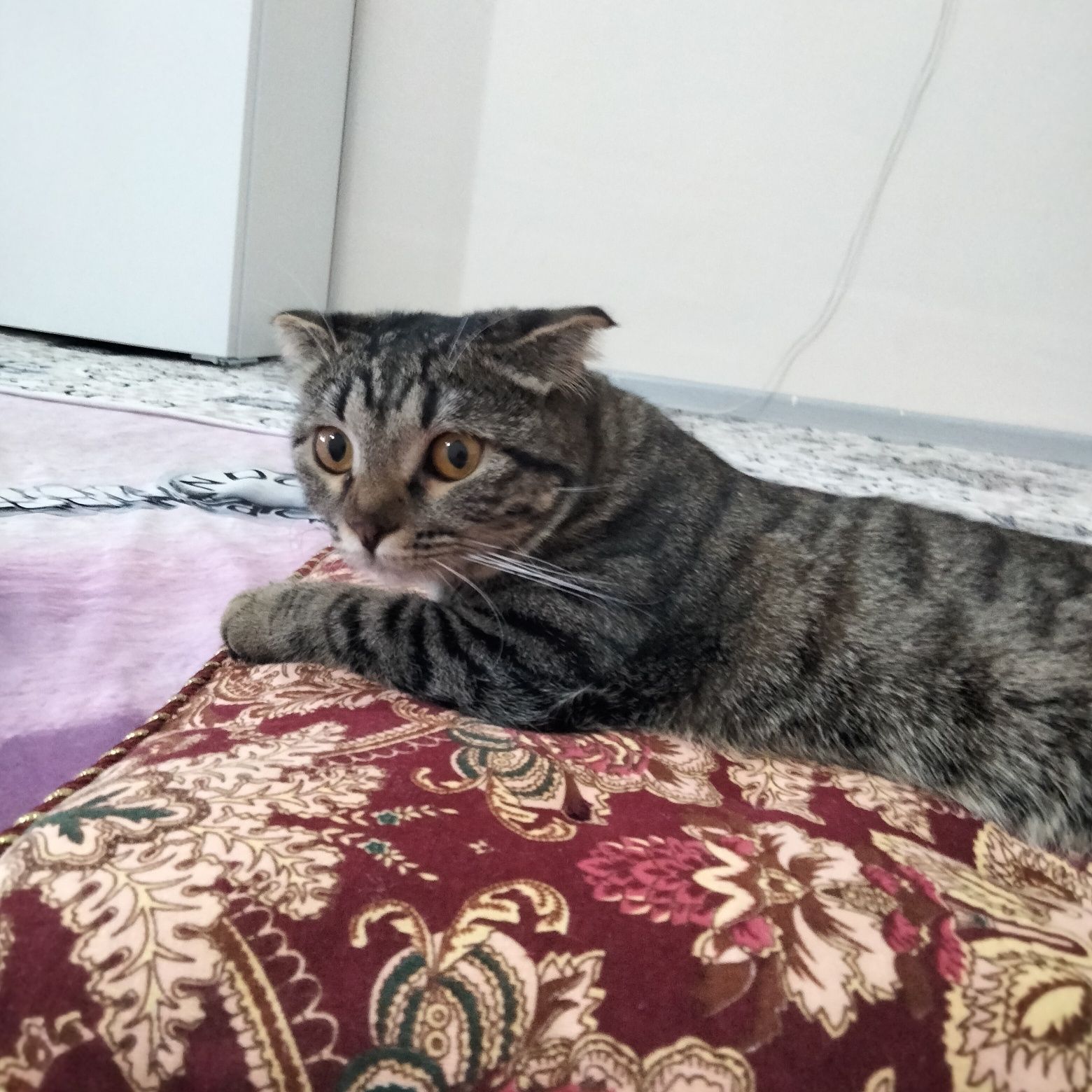 Кошка породистая