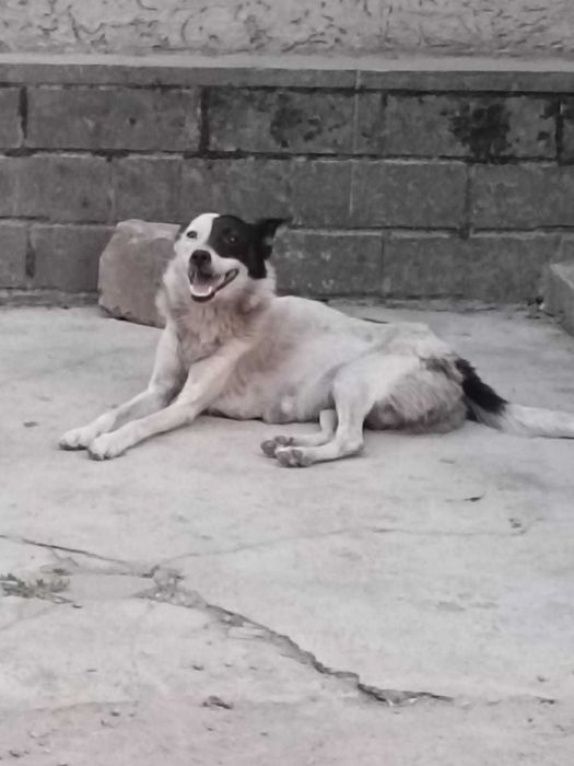 Отдаю собаку в добрые руки