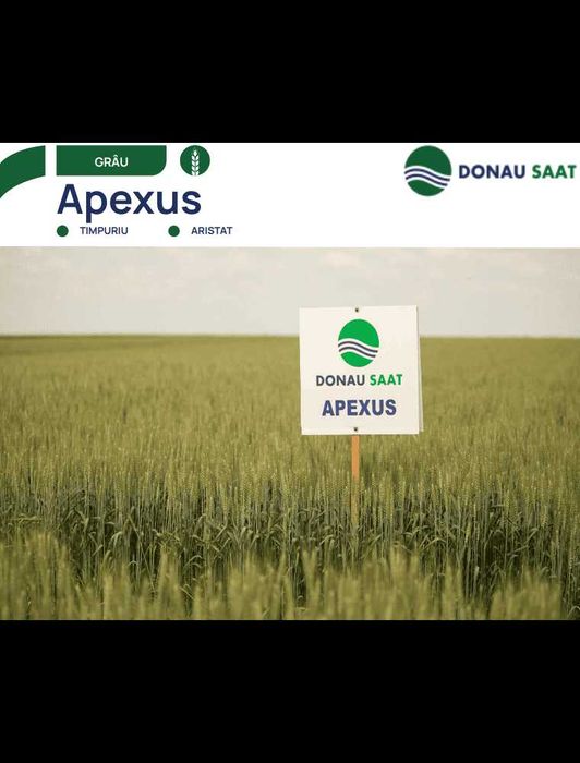 Seminte Grau de Toamna Apexus Baza, 500 kg, Donau Saat