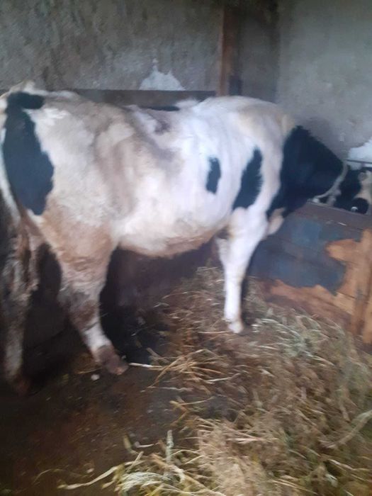 Tauras de carne virsta 10 luni com Crevenicu