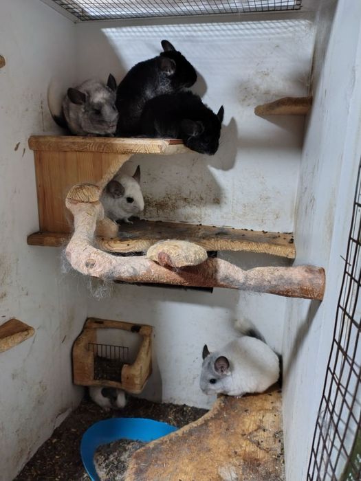 Чинчили женски и мъжки 4 женси 1 мъжки и 3 бебета