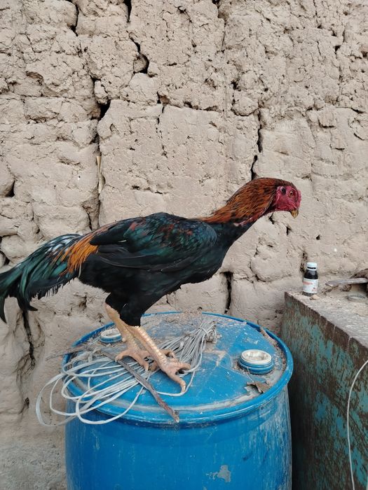 Дакан хороз сотилади 8 ойли