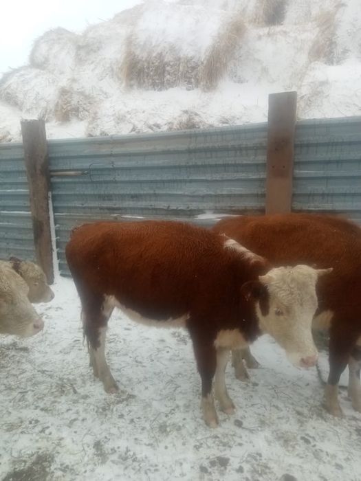 продам телочек на развод или на согым