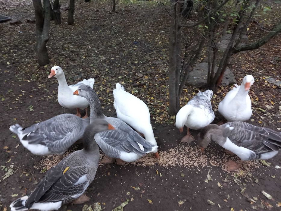 Gaste Romanesti care Clocesc crescute Bio