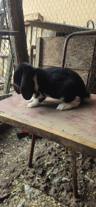 Mascul berbec german