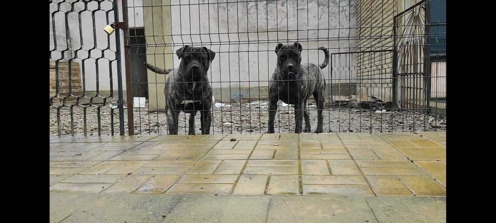 Преса Канарио Perro De Presa Canario