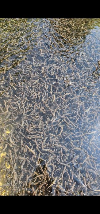 Vand puiet păstrăv fântânel