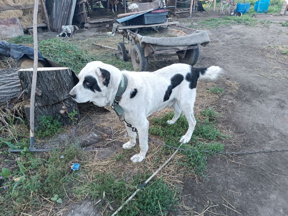 Отдам Алабая 3 года в хорошие руки