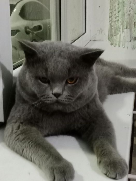 Britan zotli Mushuk sotiladi