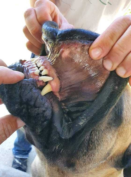 Donez bullmastiff adult.