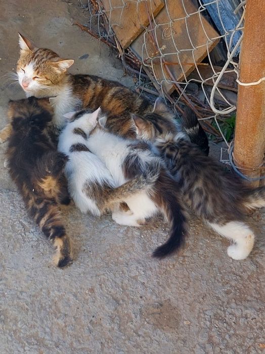 Шесть домашних котенка, отдадим в добрые руки