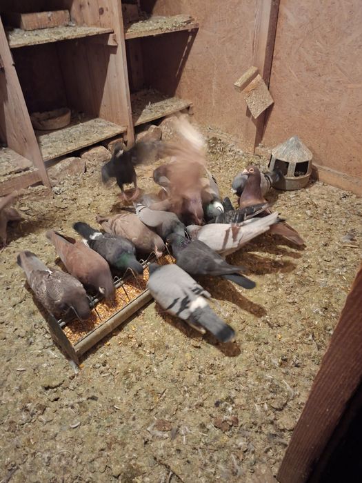 Vand 10 perechi de porumbei posta de ornament