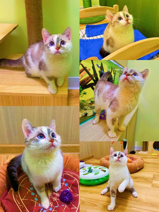 Pisicuta pufoasa de 4 luni