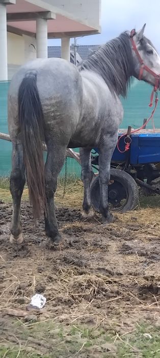 De vânzare manzuc de 2 ani