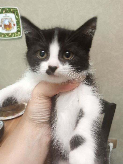 Отдам даром котенка