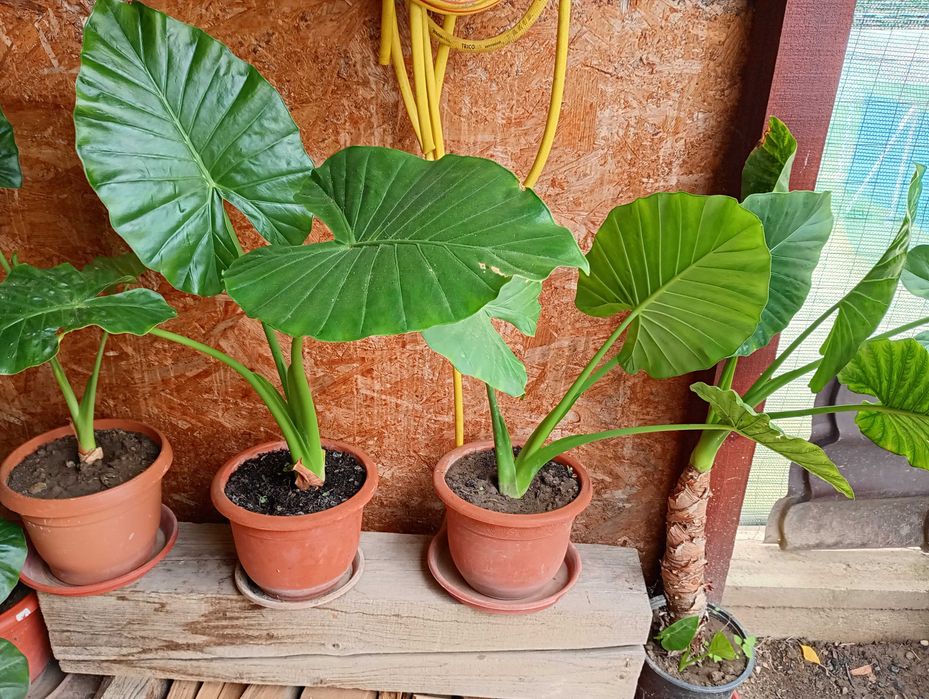 Floare Ureche de elefant