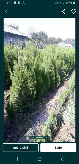 Tuia biota verde-tuia leilandy