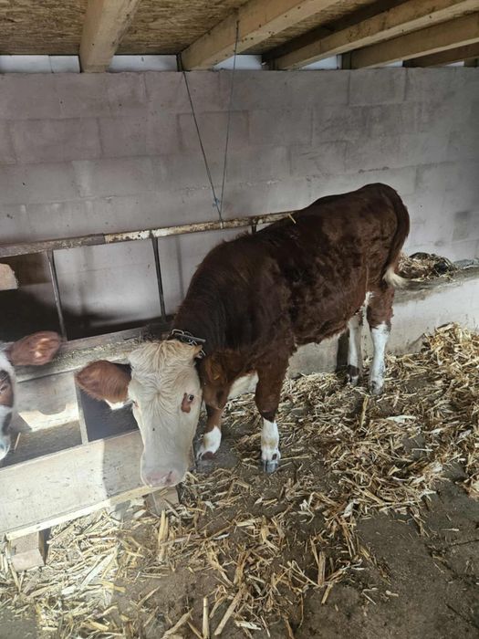 Vite de vanzare din rasa Baltata Romaneasca