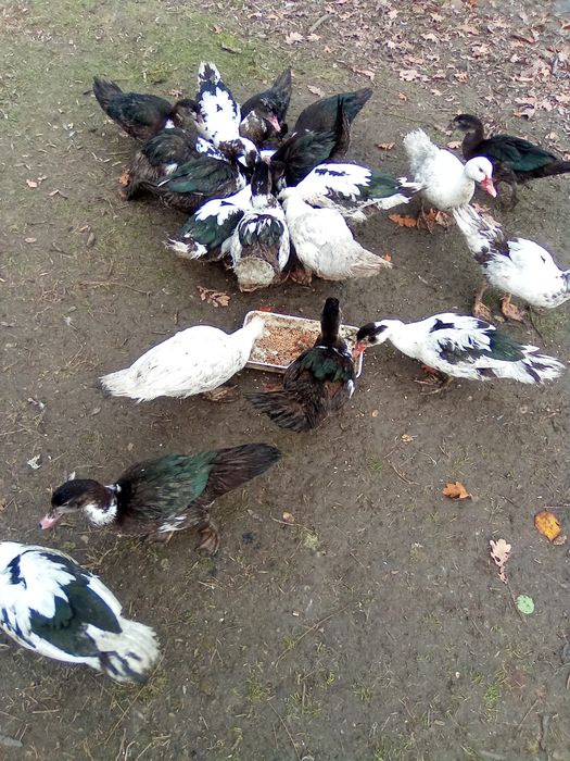 Rațe leșești și rățoi românești Prahova