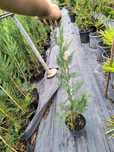 Leylandii 70 -180cm producător Suceava