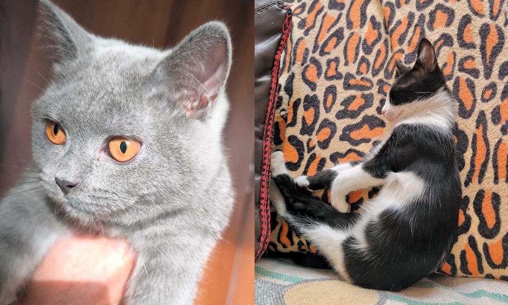 Подарявам 2 котки