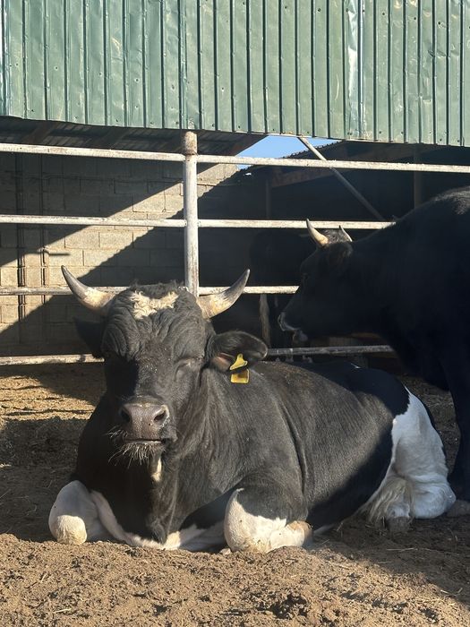 Продам быка породный