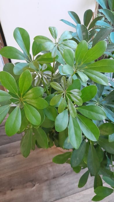 Шеффлера крупная