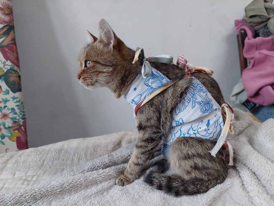 Кошка ищет любящую семью и дом