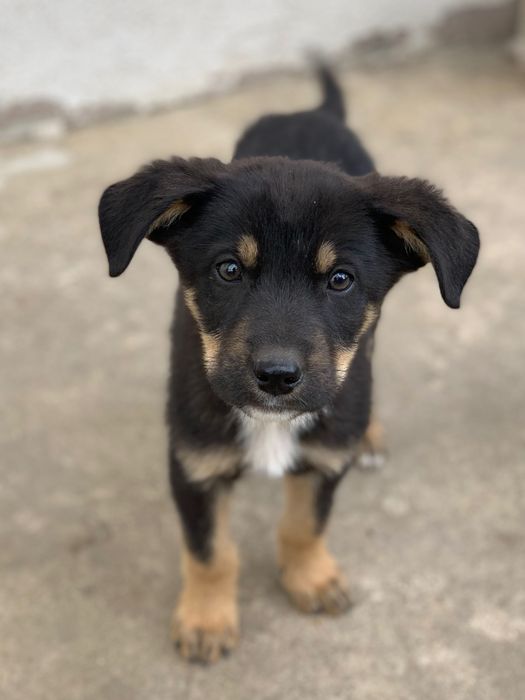 Donez pui de câine mix de ciobănesc german, rottweiler şi metiş