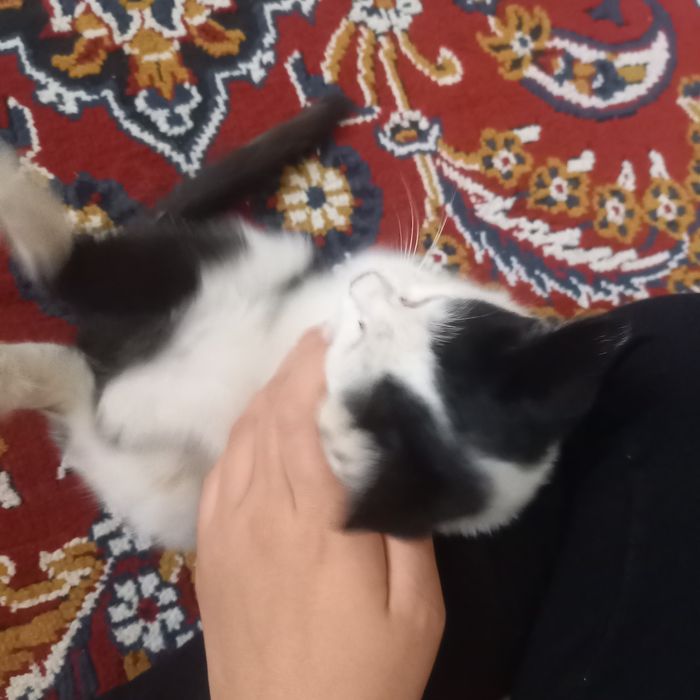 Aq qara misiq kishkene