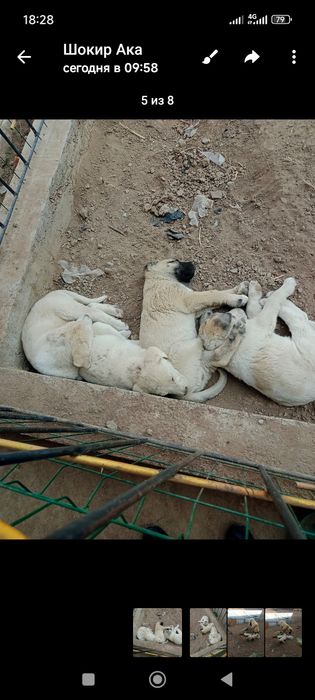 Турк Канголи сотилади