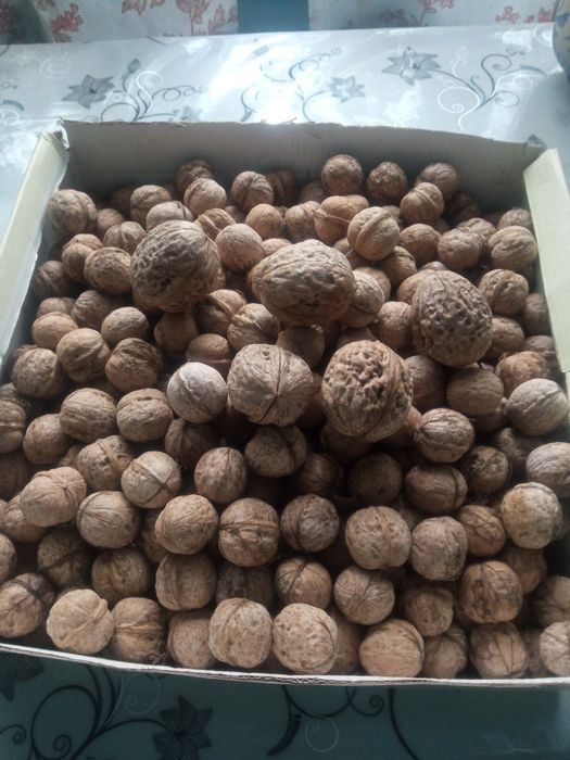 Продам орехи из домашнего сада